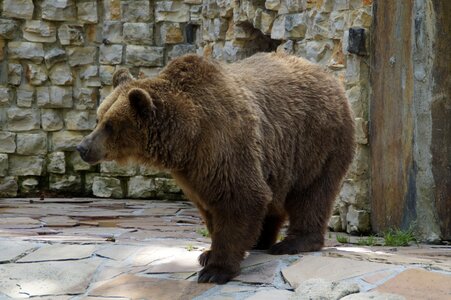 Grizzly bear animal zoo photo