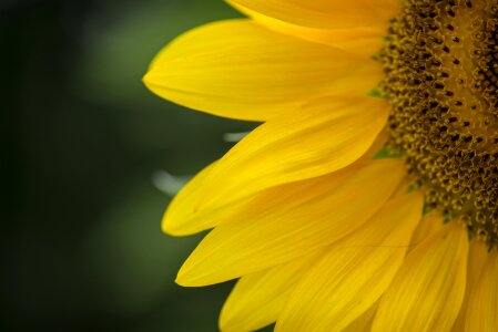 Nature flora blossom