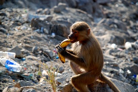 Monkey mountain monkey baby ape photo