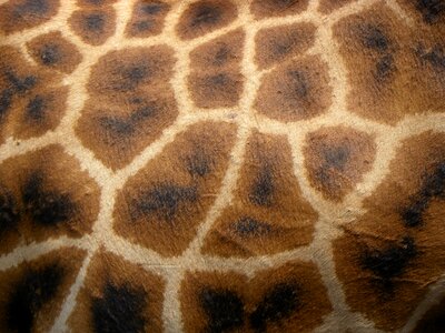 Nairobi afew giraffe centre skin
