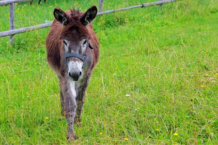 Meadow pasture animals photo