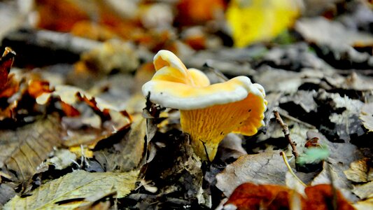 Mushroom forest autumn