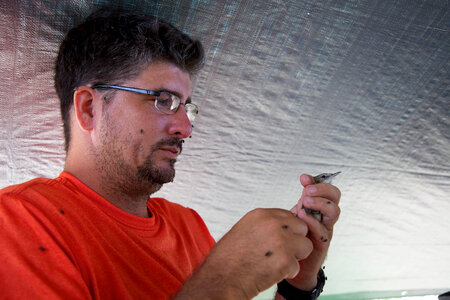 Nihoa Millerbird Translocation-3