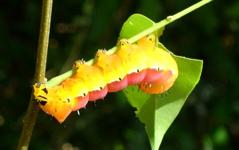 Nature wildlife larva