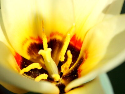 Bloom blooming flora