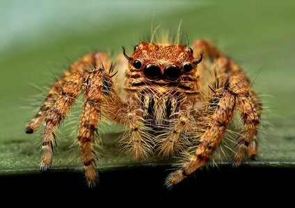 Animal spider insect photo