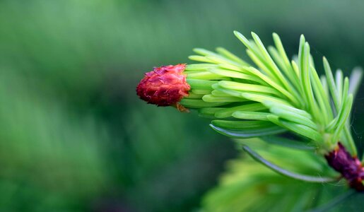 Branch flora flower