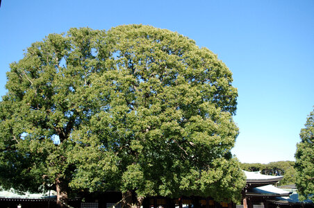 5 Meiji Shrine