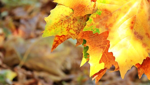 Autumn autumn season flora