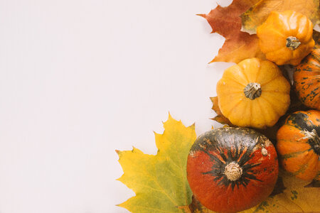 1 Pumpkins on white background with the autumn leaves photo