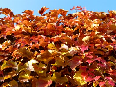 Red autumn leaves photo