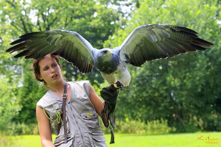 Chile arend wings feathers
