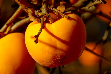 Khaki persimmon fall