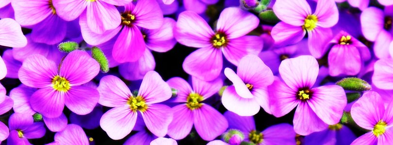 Purple flower flower bright photo