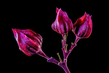 Bloom flower red purple