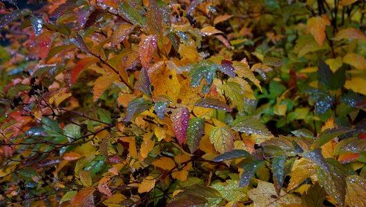 Colorful foliage mixed a drop of water