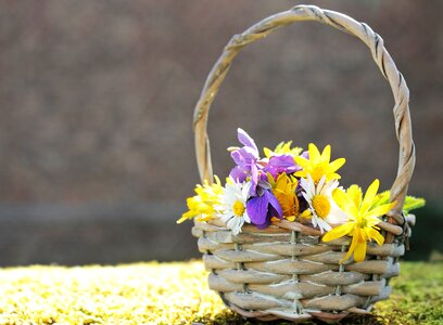 Basket beautiful flowers blooming photo