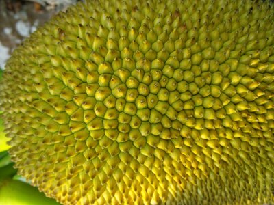 Exotic tropical shell