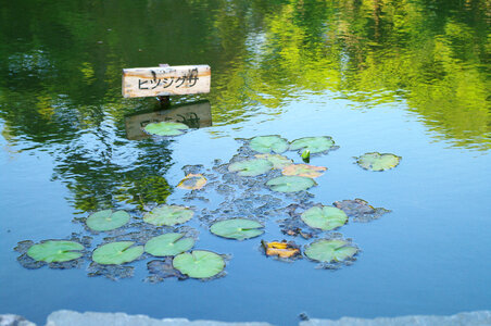 Pygmy waterlily