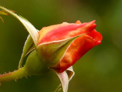 Beautiful Flowers beautiful photo biology