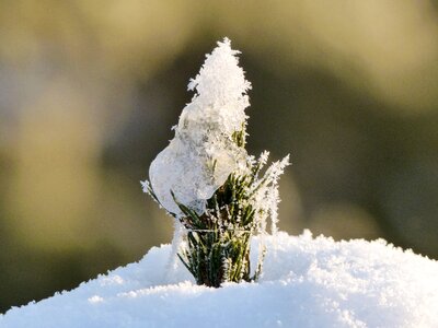 Hoarfrost white frost rime photo