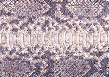 background of sneak skin texture