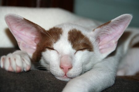 Tired asleep kitten photo