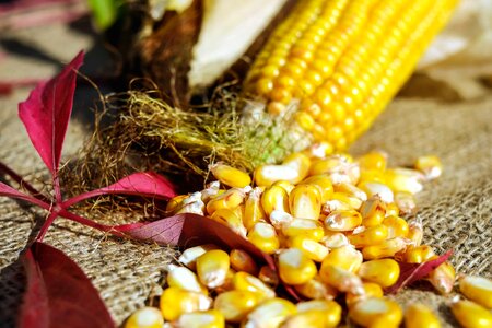 Agriculture beautiful photo calorie