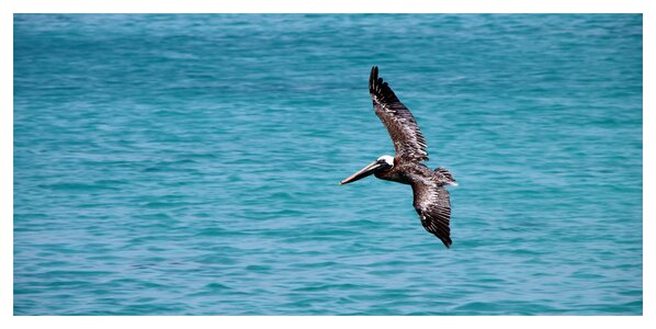 Pelecanus occidentalis brown pelican pelecanidae flying photo