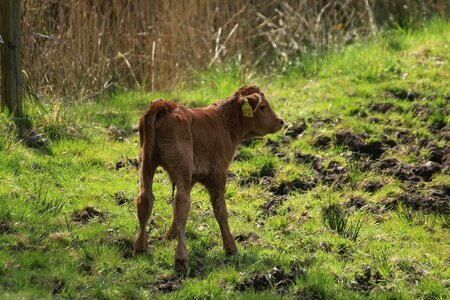 Holstein cow milk cow cattle