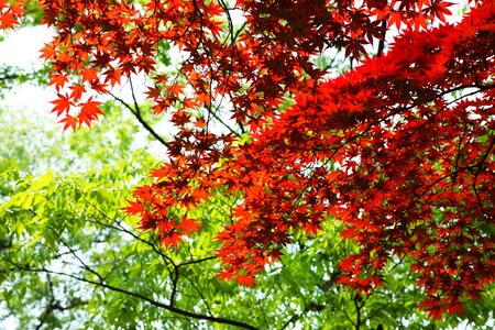 Autumn at the morning park