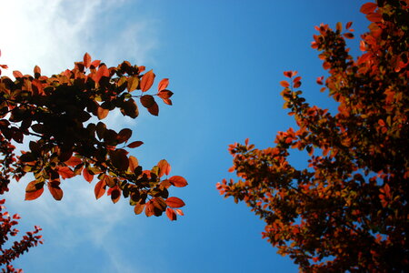 Red Leafs photo
