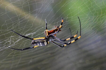 Nature cobweb insect