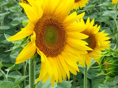 Flowers sunflower field photo