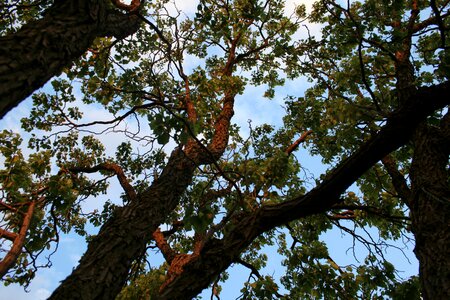 Branches weaving strong