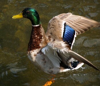 Duck mallard 