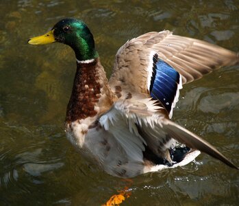 Duck mallard photo