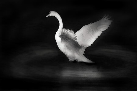 Water bird black and white elegant photo