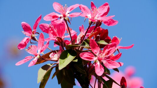Spring spring flowers sunshine