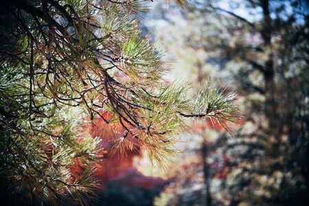 Coniferous Pine Close Up photo