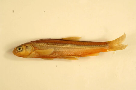 Hybognathus amarus-1