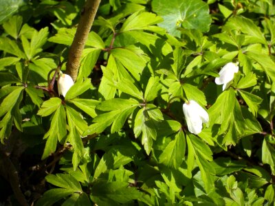 Beautiful Flowers biology blooming photo