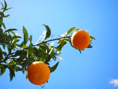 Citrus fruits tree leaves