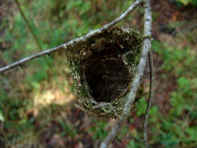 Forest nest vireo