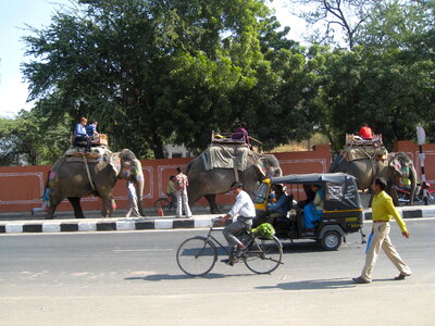 Elephants Jaipur India photo