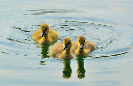 Young spring flock photo