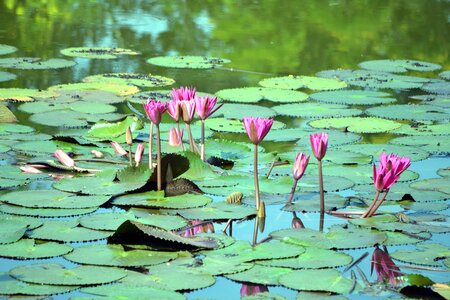 Beautiful Photo blossom flower photo