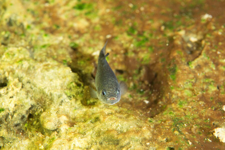 Captive Devils Hole pupfish photo