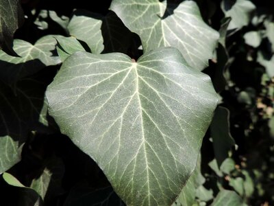 Botany green leaf ivy photo