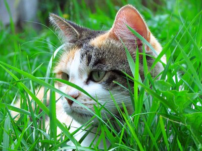 Domestic feline outdoor photo